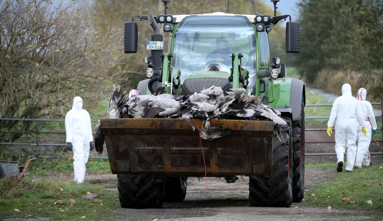 Para relawan terlihat di samping sebuah truk pengangkut yang mengangkut bangkai burung bangau yang diduga mati akibat flu burung di sebuah ladang dekat Linum, Jerman, pada 24 Oktober 2025. (RALF HIRSCHBERGER/AFP)