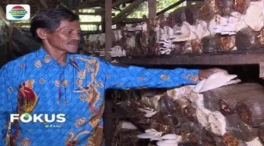 Desa Klasemelek, Sorong, Papua Barat jadi desa mandiri dengan budidaya jamur tiram berkat bantuan BUMDes pemerintah.