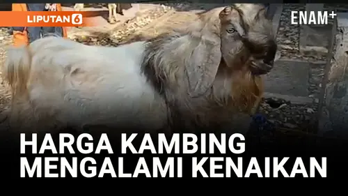  Jelang Idul Adha, Harga Kambing Mengalami Kenaikan