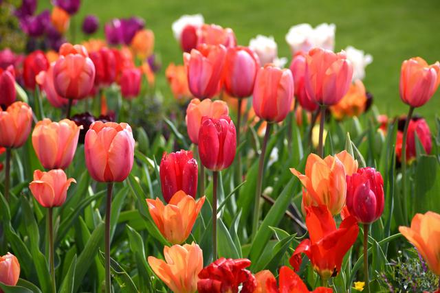 Panen dan Perawatan Bunga Tulip Potong