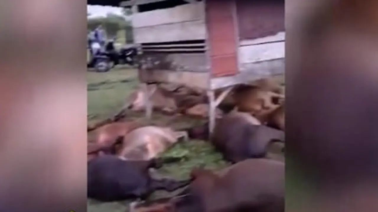Sapi Mati Tersambar Petir