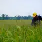 Pemerintah Kabupaten (Pemkab) Ngawi berharap PT Wilmar Padi Indonesia (WPI) memperluas kemitraan dengan petani (Farmer Engagement Program) di wilayah tersebut. (Dok. Wilmar)