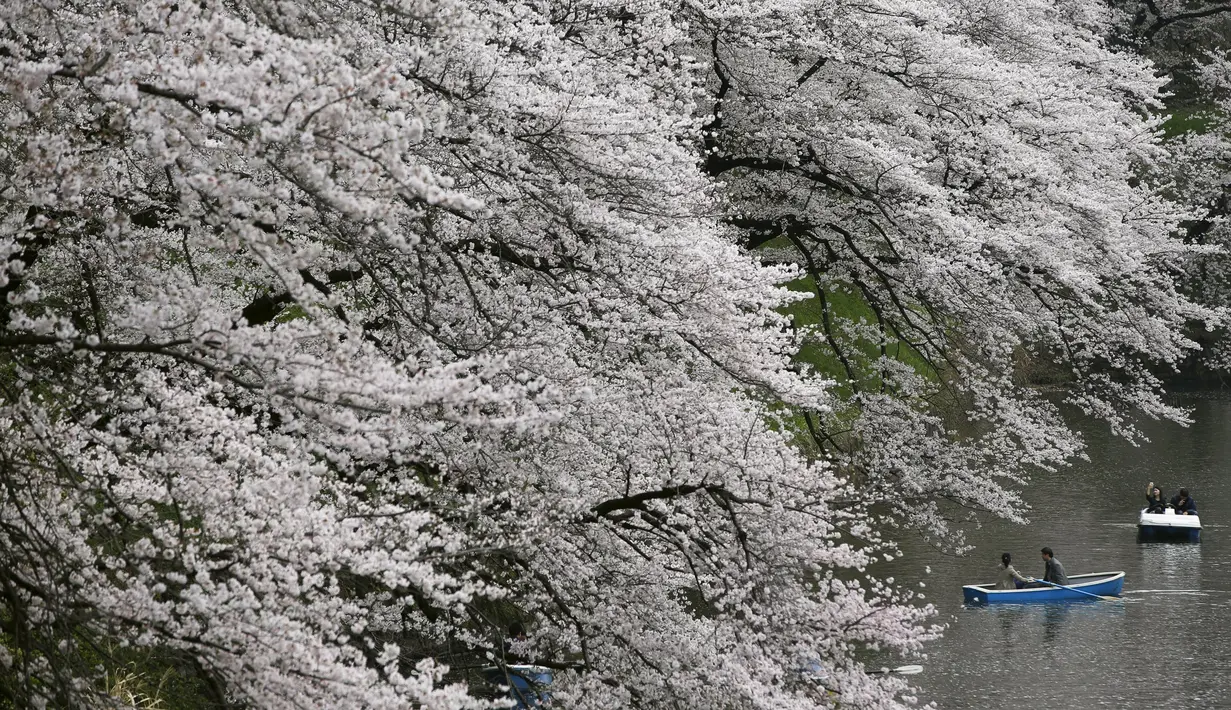 Sejumlah pengunjung naik perahu menikmati keindahan bunga sakura yang mekar sempurna di Chidorigafuchi selama musim semi di Tokyo, Jepang, (4/4). Bunga Sakura merupakan satu keunggulan negara Jepang. (REUTERS/Issei Kato)