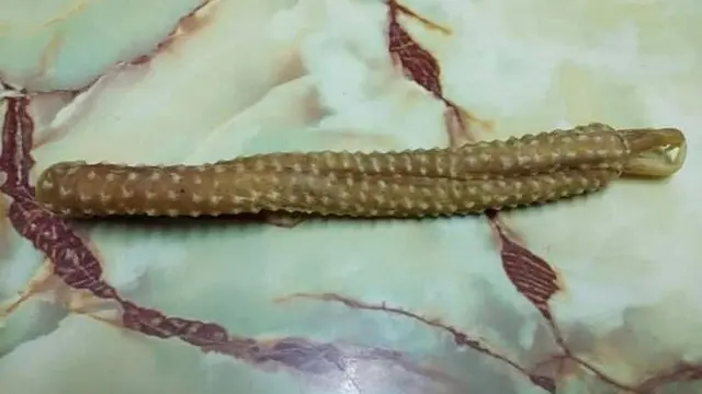 Tangkur Buaya