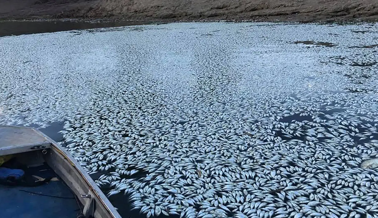 Ikan-ikan mati mengambang di sungai Darling di Menindee, wilayah timur Australia yang dihantam kekeringan hebat, Selasa (29/1). Diperkirakan ratusan ribu ekor ikan mati itu akibat ganggang yang menghilangkan oksigen dari air. (ROBERT GREGORY / AFP)