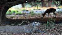 Komodo berkeliaran di Pulau Rinca, Taman Nasional Komodo, NTT, Minggu (14/10). Pulau Rinca dapat dijangkau selama dua jam dari Labuan Bajo dengan menggunakan perahu kayu. (Merdeka.com/Arie Basuki)