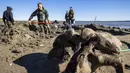 Sejumlah orang mencari tulang mammoth di Danau Pechevalavato, Yamalo-Nenets, Rusia, Rabu (22/7/2020). Para penggembala rusa lokal menemukan fragmen kerangka mammoth di Danau Pechevalavato. (Artem Cheremisov/Governor of Yamalo-Nenets region of Russia Press Office via AP)