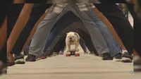 Aksi Anjing Buldog Pecahkan Rekor Dunia Bermain Skateboard 