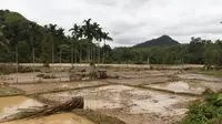 Sawah di Merangin kembali dihidupkan usai rusak dijadikan lokasi penambangan emas liar. (Bangun Santoso/Liputan6.com)