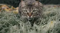 Kucing takut ketimun (Foto:  miezekieze from Pixabay)