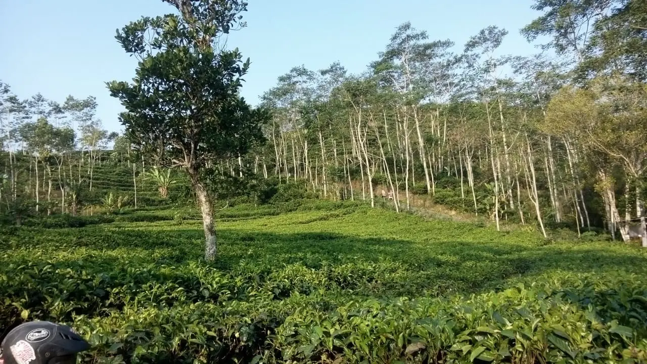 Teh Menoreh Kulon Progo