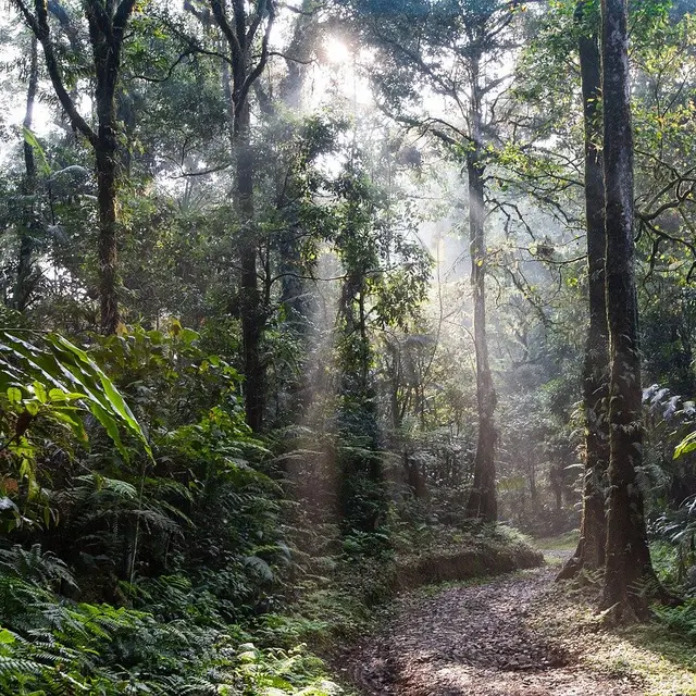 Hari Hutan Hujan Dunia, Pentingnya Ekosistem untuk Mencegah Wabah