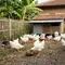 6 Tips Merawat Ayam Broiler agar Cepat Besar dan Sehat, Pertumbuhan Lebih Optimal