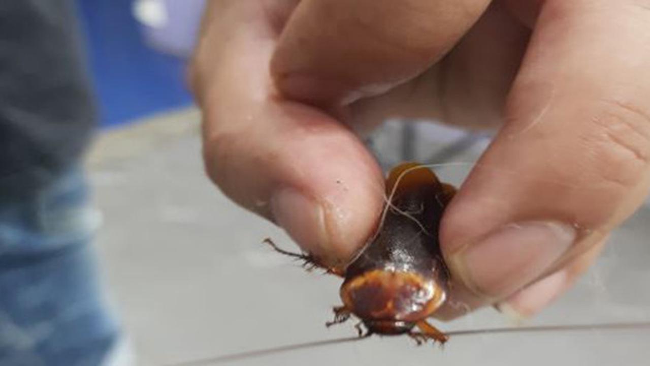 Kecoa terluka di Thailand