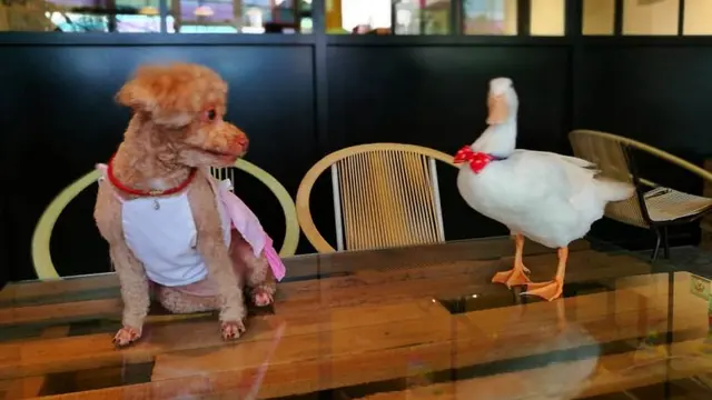 pelihara bebek