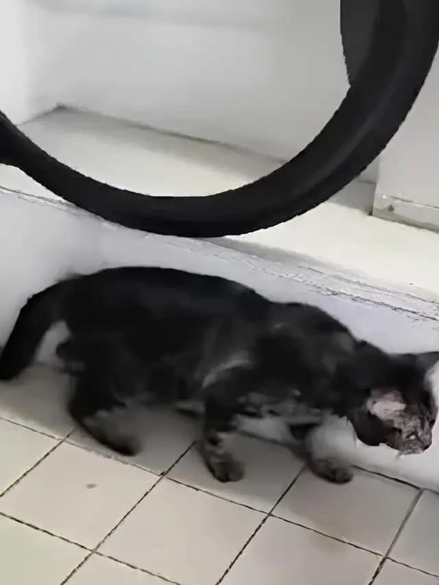 Kucing Selamat dari Kecelakaan