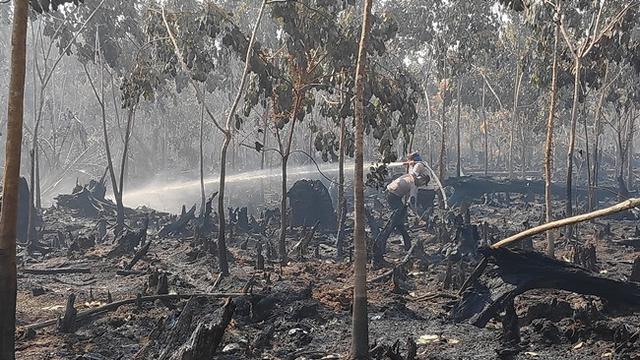 Petugas memadamkan kebakaran lahan yang membakar kebun karet masyarakat.