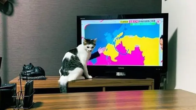 6 Ilusi Optik Kucing Hitam Putih Ini Bikin Kucek Mata, Perlu Lihat Dua Kali