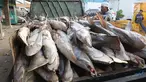Pekerja tengah menurunkan ikan hiu di Muara Angke, Jakarta, Kamis (7/6). Data Kementerian Kelautan dan Perikanan (KKP) menunjukkan selama 15 tahun terakhir terjadi penurunan populasi ikan hiu hingga 28 persen di Indonesia. (Liputan6.com/Angga Yuniar)