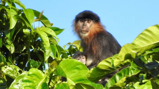'Moonyet Misteri' Kalimantan