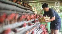 Peternak memanen telur ayam ras di peternakannya di Kampung Kebon Kopi, Pengasinan, Bogor, Kamis  (15/12/2022). Menurut peternak setempat, kenaikan harga telur di tingkat peternak disebabkan tingginya permintaan pasar jelang perayaan Natal dan Tahun Baru. (merdeka.com/Arie Basuki)