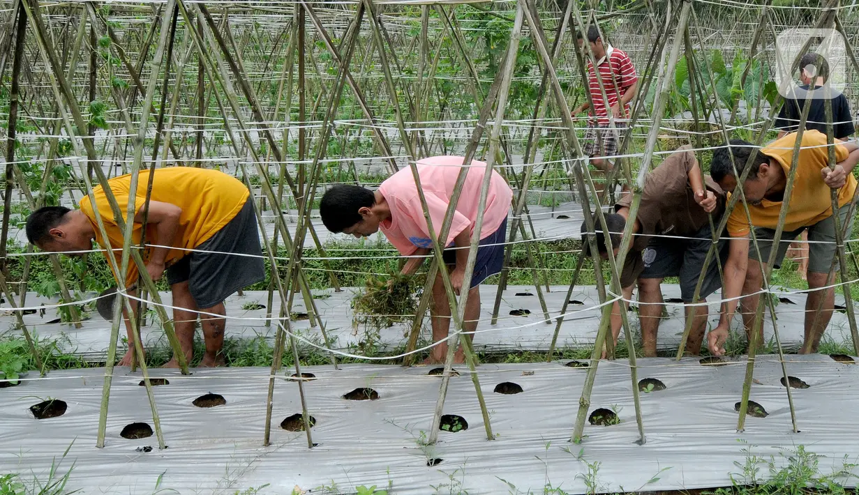 Dikelilingi kebun sayuran dan terletak di ujung kampung,  tak ada yang menyangka kalau bangunan ini adalah tempat penampungan Orang dengan Gangguan Jiwa (ODGJ) dengan jumlah mencapai 60 orang. (merdeka.com/Arie Basuki)