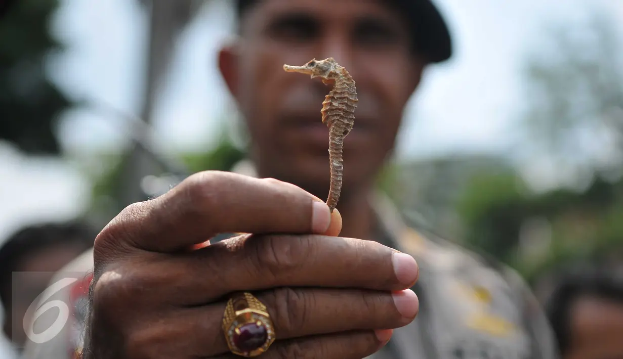 Petugas menunjukan seekor kuda laut kering sebelum pemusnahan barang bukti perdagangan ilegal satwa langka di Mabes Polri, Jakarta, Selasa (1/12). Barbuk yang dimusnahkan berupa 82 Kg Tanduk Rusa dan 80 ekor Kuda Laut kering. (Liputan6.com/Gempur M Surya)