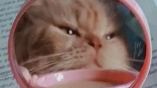 Kucing bercermin