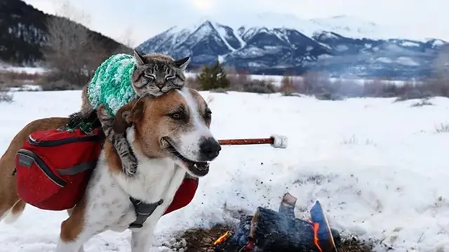 10 Potret Akrab Anjing dan Kucing yang Jadi Sahabat, Pelukan Waktu Tidur