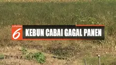 Buah cabai yang masih segar mendadak layu dan membusuk lantaran digerogoti ulat.