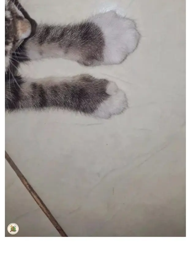 6 Potret Kaki Kucing Usai Disengat Lebah Ini Bikin Kaget