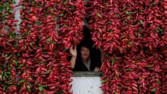 Seorang warga berdiri dari balik jendela yang dipenuhi paprika pada tembok rumahnya untuk dikeringkan, di Desa Donja Lakosnica, Serbia, 6 Oktober 2016. Saat musim panen, warga menjemur paprika di dinding hingga atap rumah. (REUTERS/Marko Djurica)