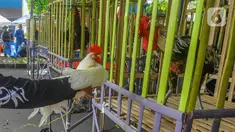 Peserta memancing birahi ayam pelung agar berbunyi saat kegiatan kontes ayam pelung di GOR Pajajaran, Kota Bogor, Minggu (25/6/2023). (merdeka.com/Arie Basuki)