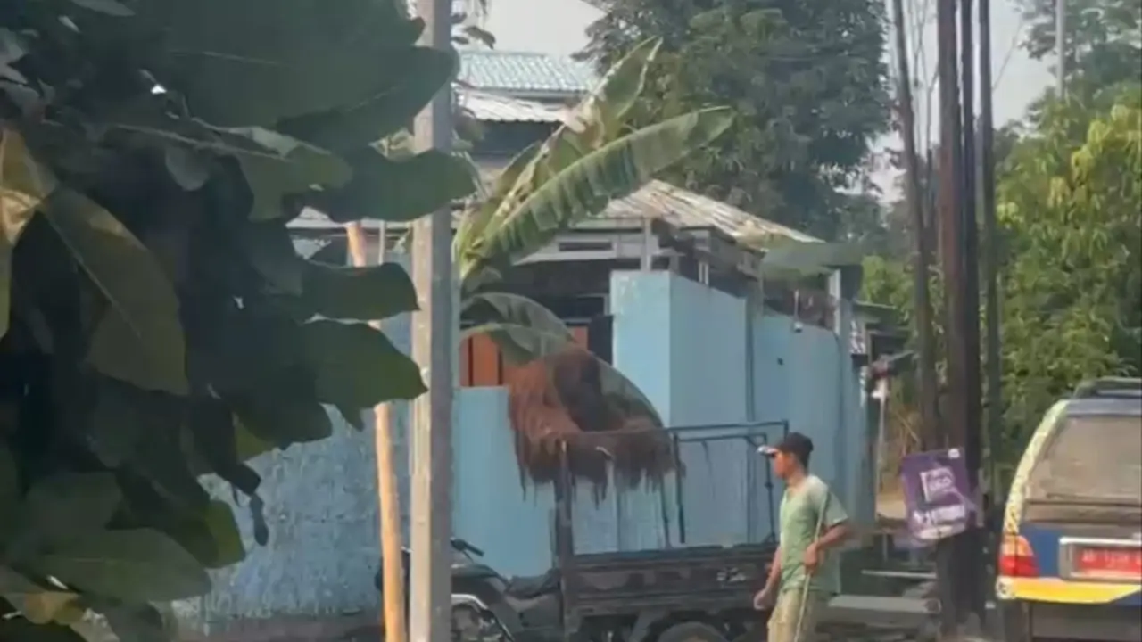 Orang utan kabur ke warung ayam goreng