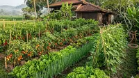 7 Kombinasi Tanaman Tumpang Sari untuk Hasil Maksimal, Tahan Serangan Hama