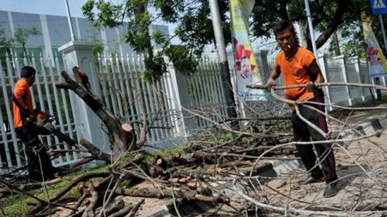 Sanksi Tebang Pohon Surabaya - Liputan6 Siang