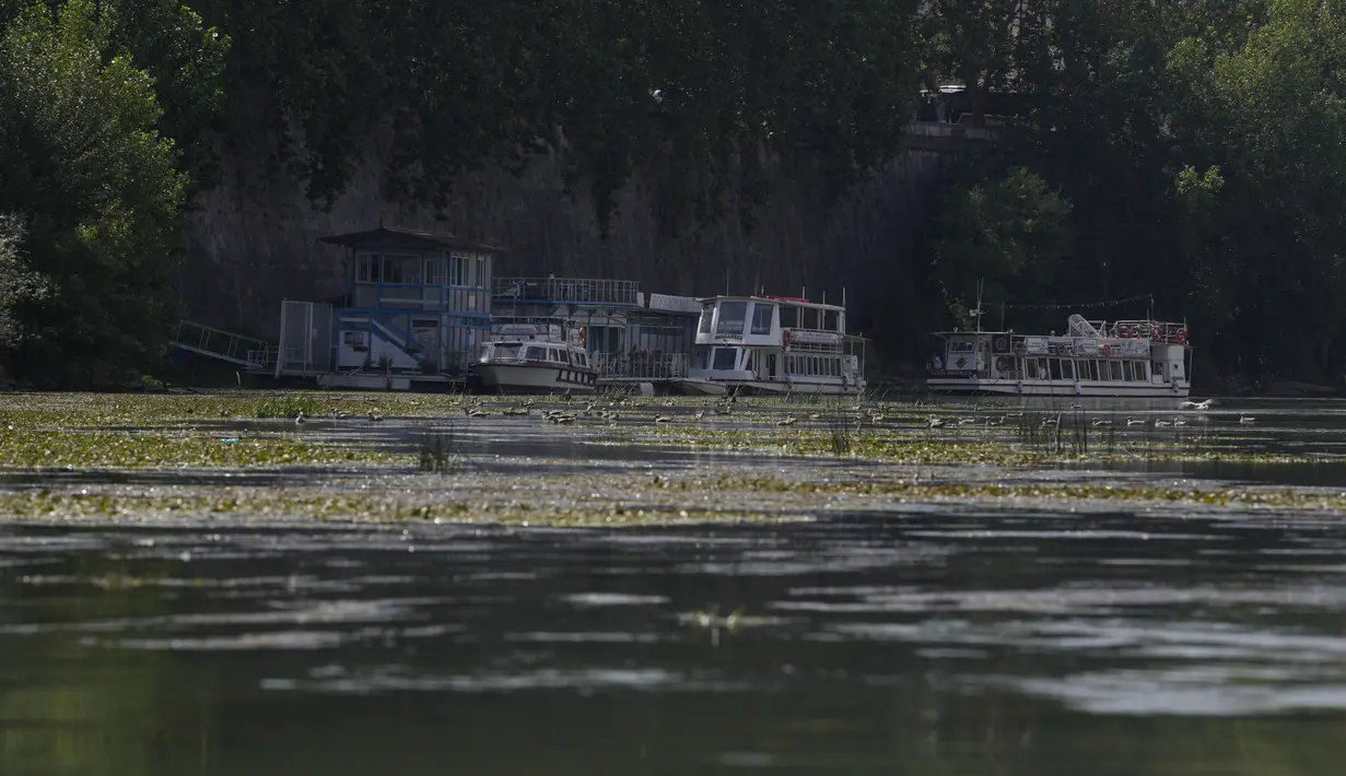Tumbuhan muncul di dasar sungai Tiber dengan daun-daun yang mengambang di tepiannya di Roma, Italia, Senin, 4 Juli 2022. Sungai utama Roma telah mencapai tingkat air terendah dalam beberapa tahun setelah berhari-hari kekurangan hujan dan panas yang berlebihan. (AP Photo/Andrew Medichini)