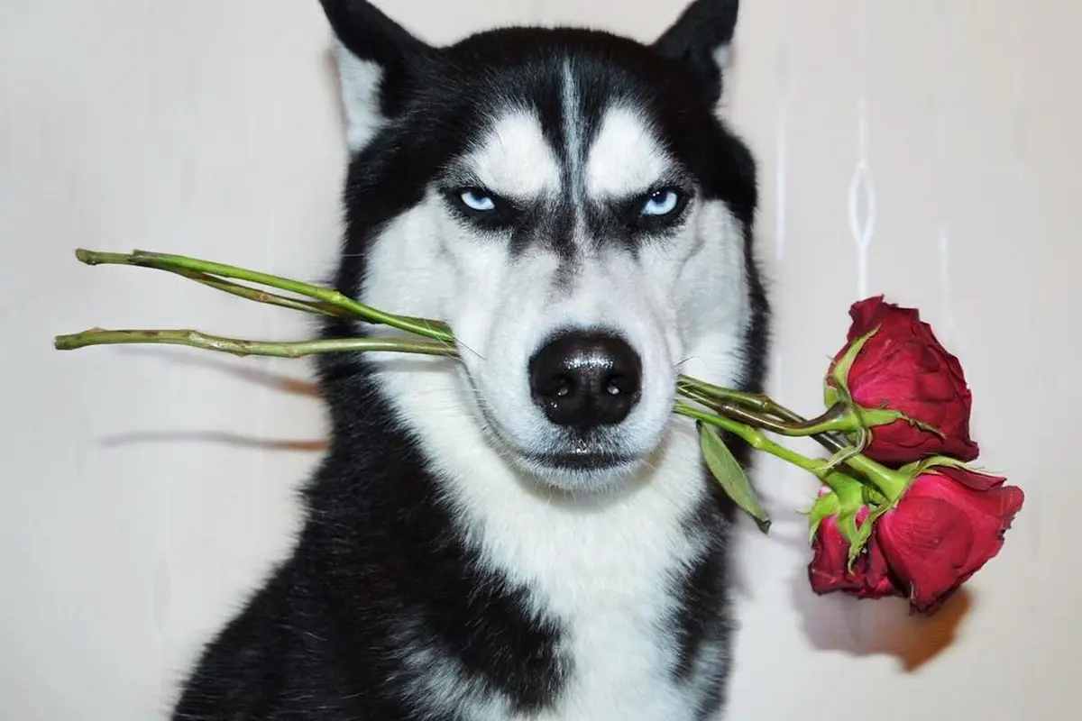 [Bintang] Anjing 