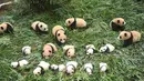 Anak-anak panda terbaring di tanah di Bifengxia Base of China Conservation and Research Centre of the Giant Panda di Wenchuan, provinsi Sichuan, China (13/10). 36 anak panda yang baru lahir dipamerkan pemerintah China. (AFP Photo/Str/China Out)
