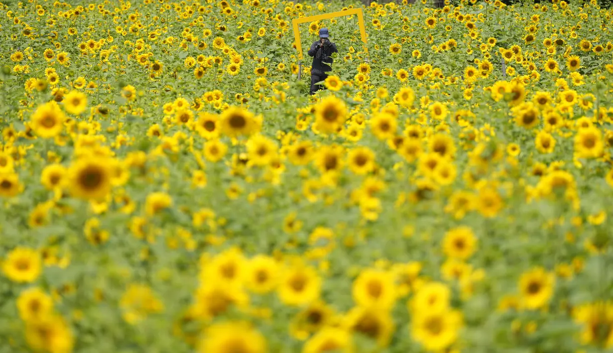 Begini hamparan keindahan bunga matahari di Paju. (AP Photo/Lee ​​Jin-man)