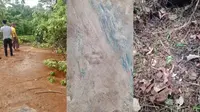 Tangkapan layar video warga merekam tapak kaki harimau dan tulang belulang anjing bekas dimangsa harimau di Pesisir Barat, Lampung. Foto : (Istimewa).