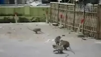 Kekeringan, Ratusan Monyet Serbu Permukiman Warga di Banyumas