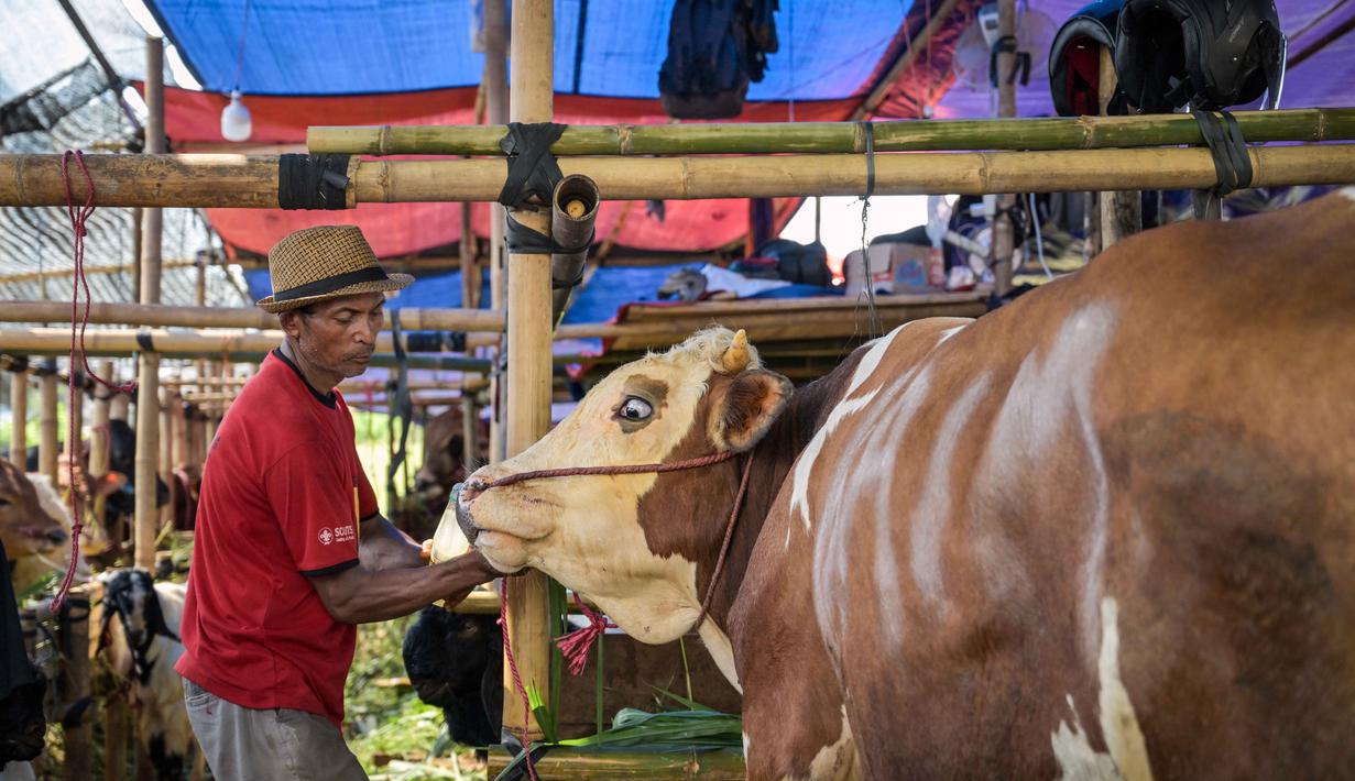 Seorang pedagang ternak memberi makan sapi di pasar ternak menjelang Idul Adha atau hari raya kurban bagi umat Muslim, di Surabaya, Jawa Timur, pada Rabu 20 Mei 2026. (JUNI KRISWANTO/AFP)