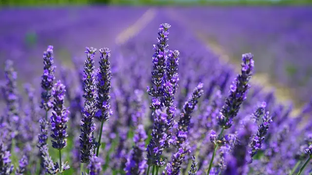 5. Lavender