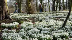 Orang-orang berjalan di antara hamparan tetesan salju di halaman Burton Agnes Hall, dekat Bridlington, Inggris, pada 15 Februari 2022. Hutan yang bersebelahan dengan Burton Agnes Hall, terkenal dengan ribuan tetesan salju yang muncul setiap bulan Februari. (OLI SCARFF/AFP)
