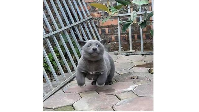 Viral, 7 Ekspresi Konyol Anjing Ini Sukses Bikin Gemas Netizen