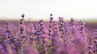 9 Tanaman Bunga dan Herbal Ampuh Usir Ular dari Rumah Dekat Sawah