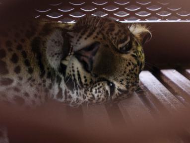 Seekor macan tutul Jawa yang dibius terbaring di dalam kandang di sebuah hotel di Bandung, Jawa Barat, pada 6 Oktober 2025, setelah masuk ke area hotel. (Timur Matahari/AFP)