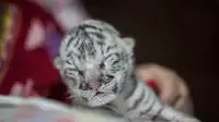 Bayi harimau putih langka lahir di sebuah kebun binatang di Nikaragua. (Photo credit: AFP/Inti Ocon)