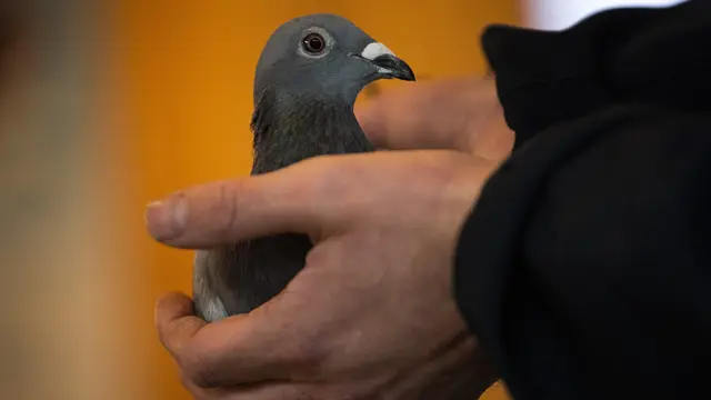 Burung Merpati